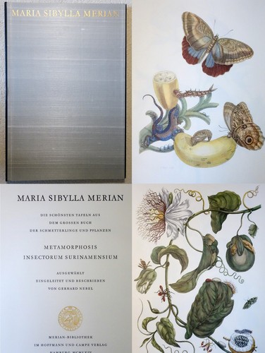 Maria sibylla merian - maria,